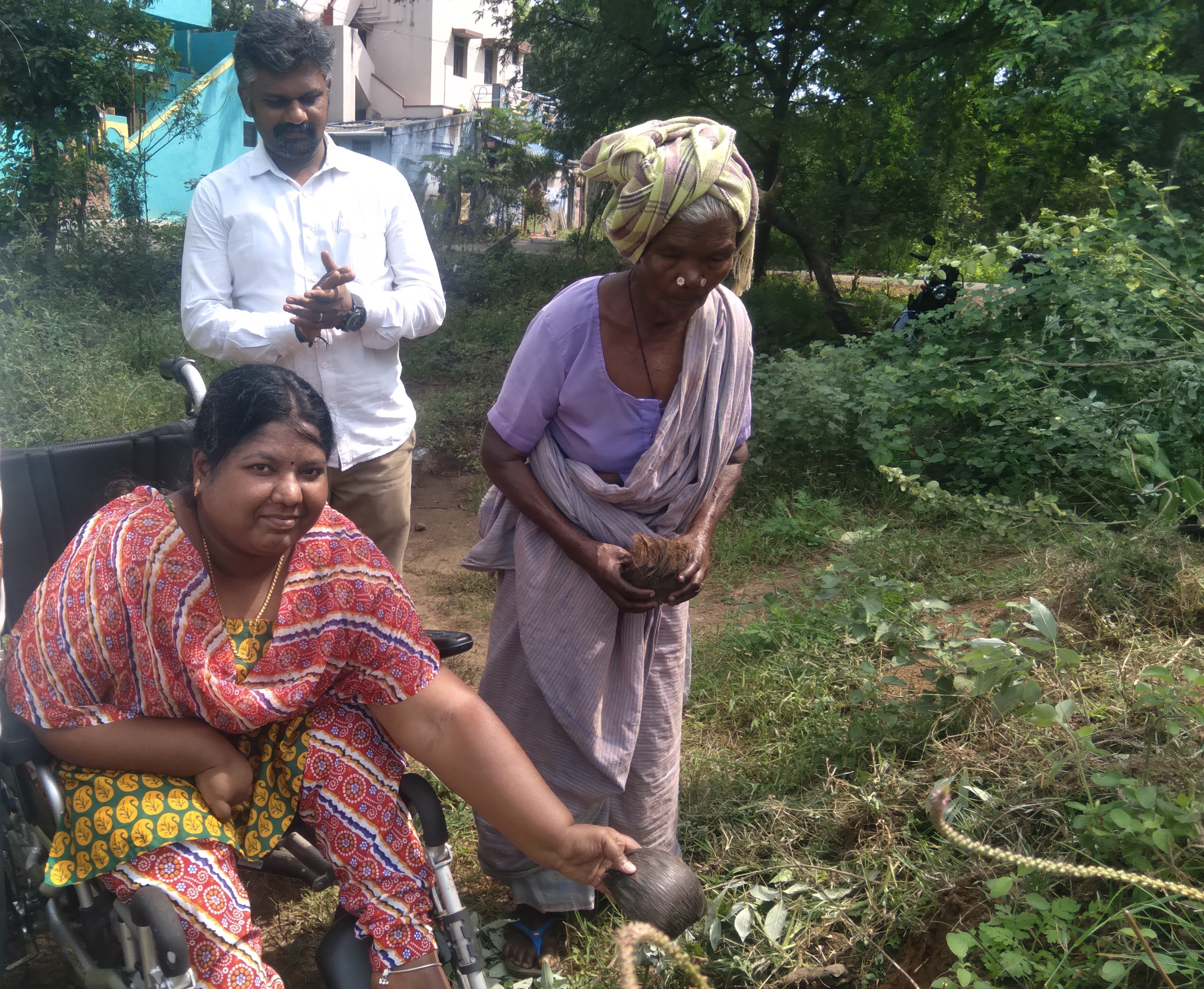 Palm Tree Plantation