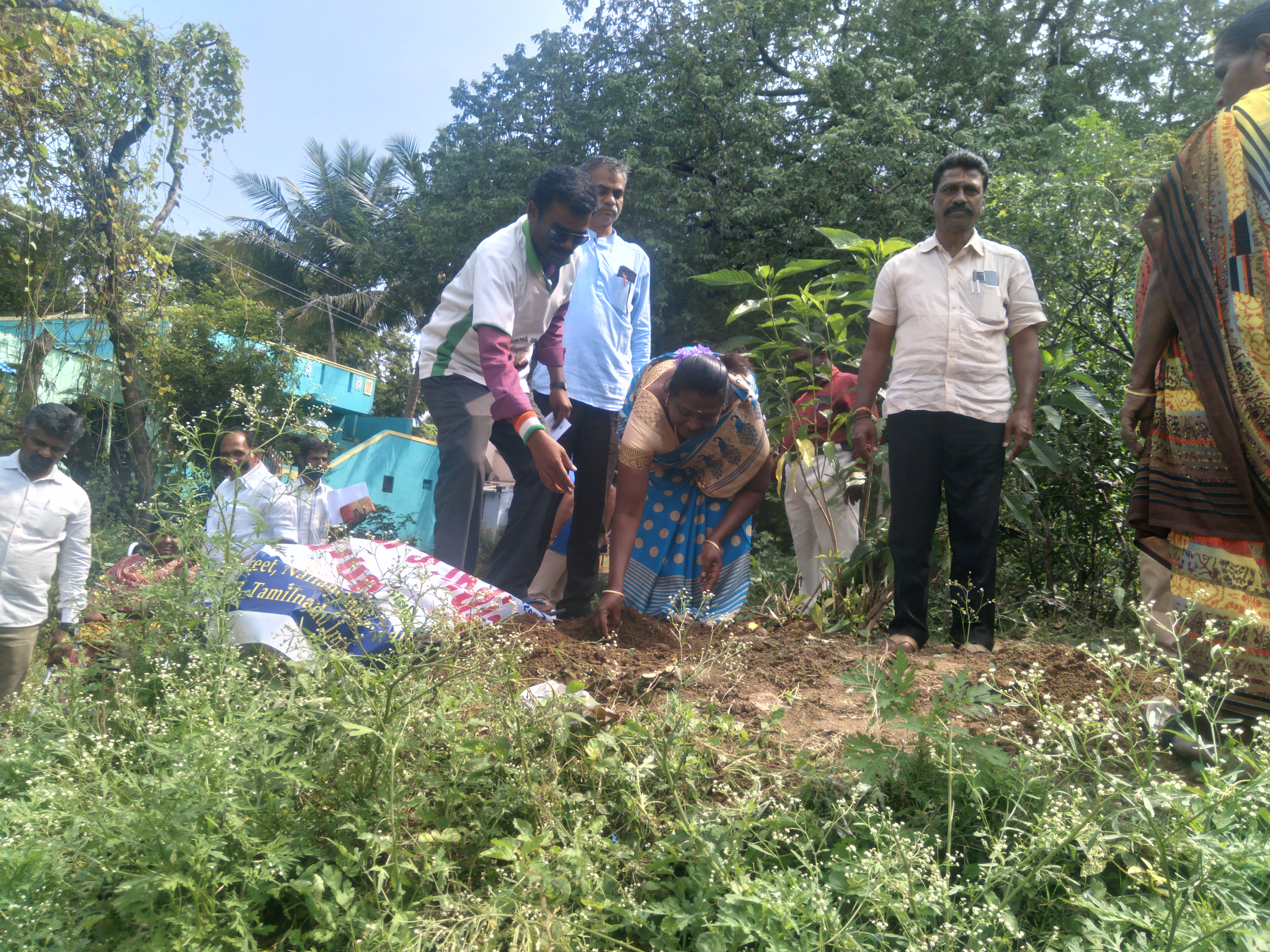 Palm Tree Plantation