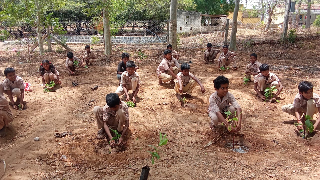 Tree Planting